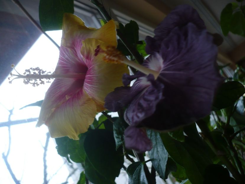 P1360475 - HIBISCUSI 2018-1