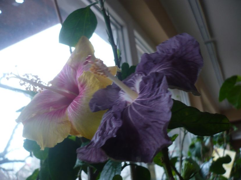 P1360476 - HIBISCUSI 2018-1