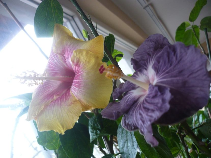 P1360477 - HIBISCUSI 2018-1