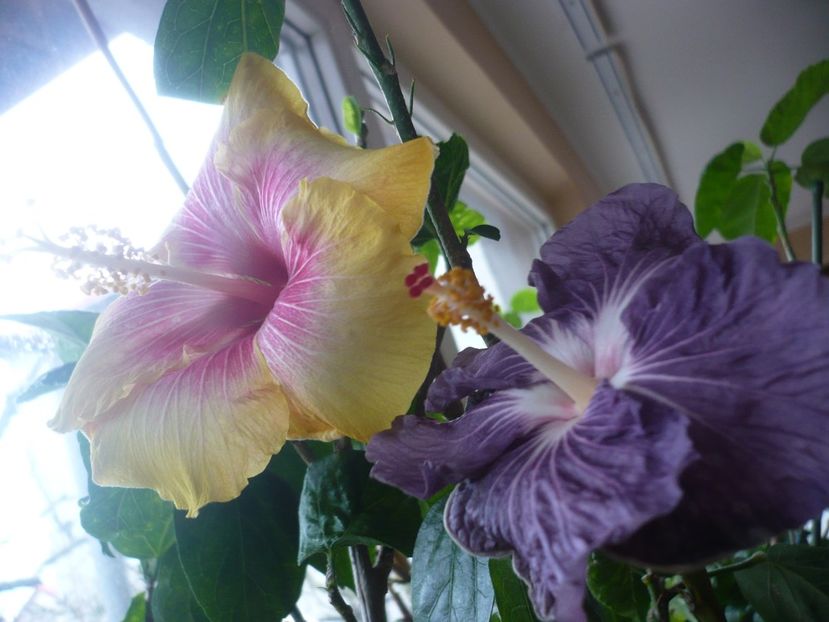 P1360478 - HIBISCUSI 2018-1