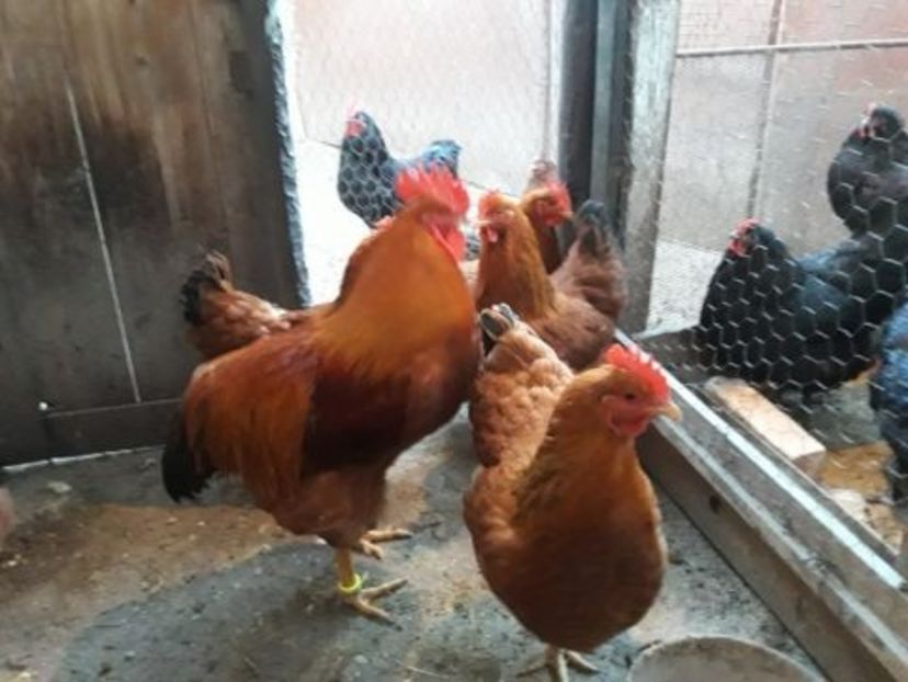 temp4 - New hampshire