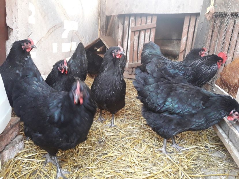  - Australorp