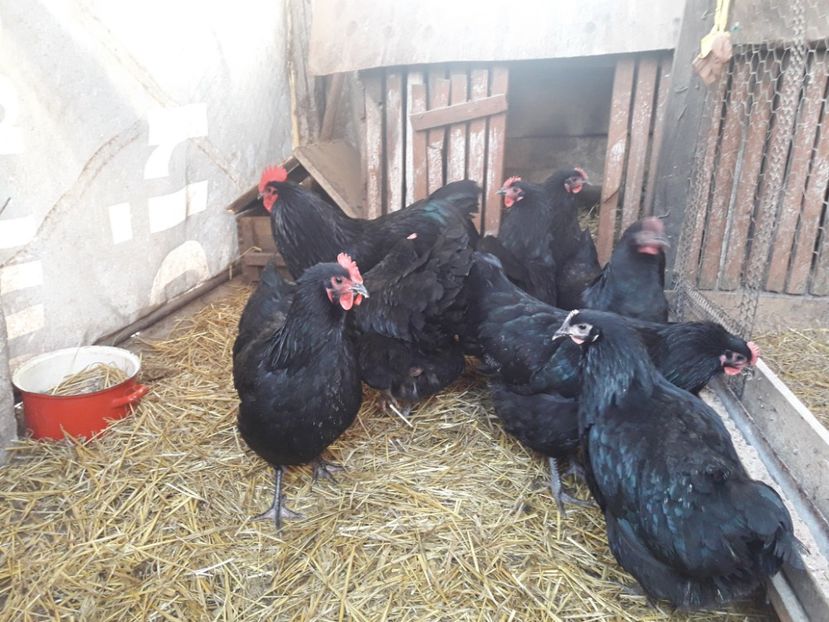  - Australorp