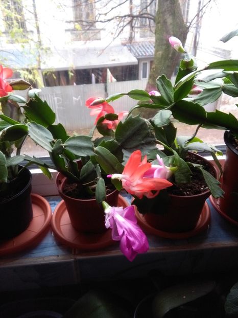  - flori diverse 2018