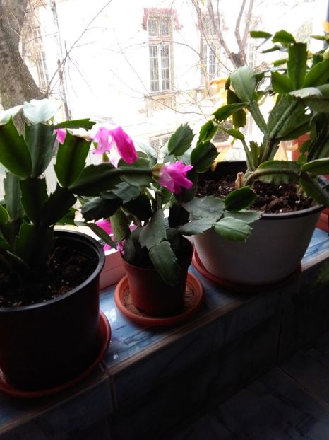  - flori diverse 2018