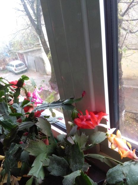  - flori diverse 2018