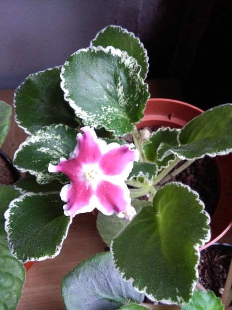  - flori diverse 2018