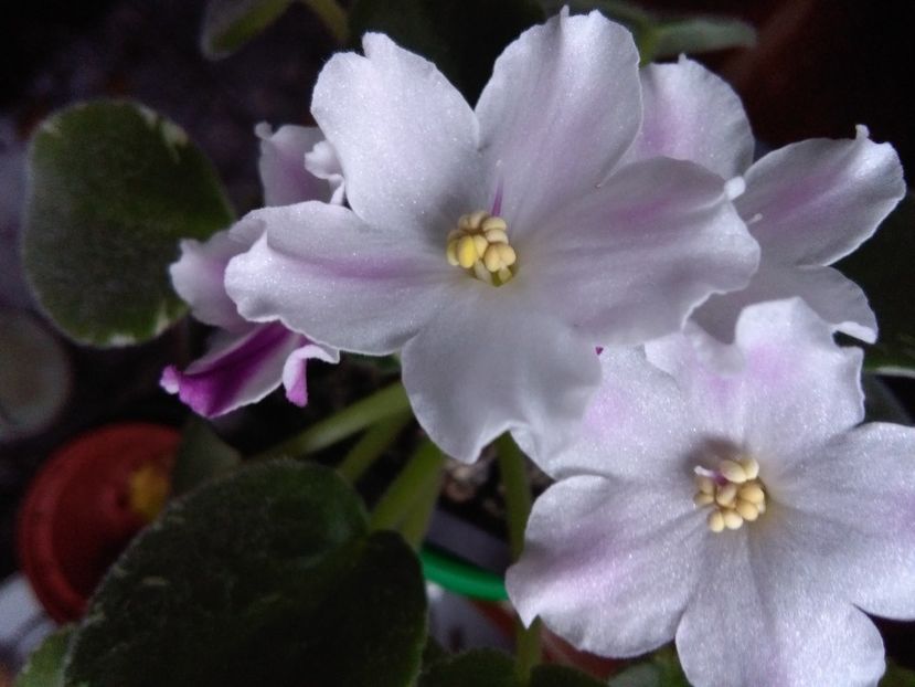  - flori diverse 2018