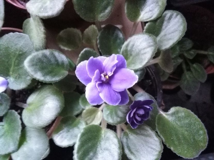  - flori diverse 2018