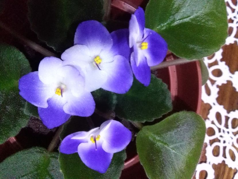  - flori diverse 2018