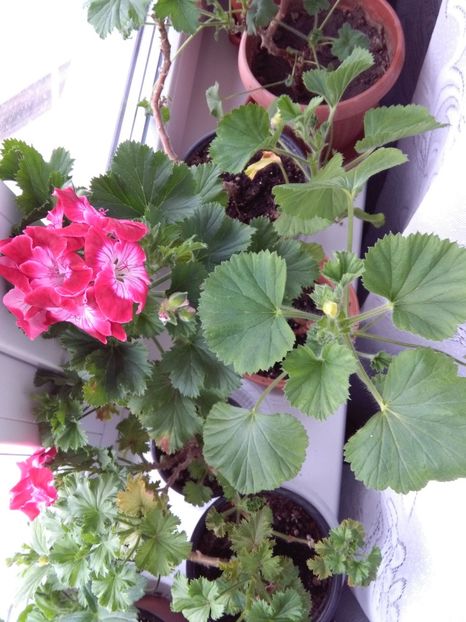  - flori diverse 2018