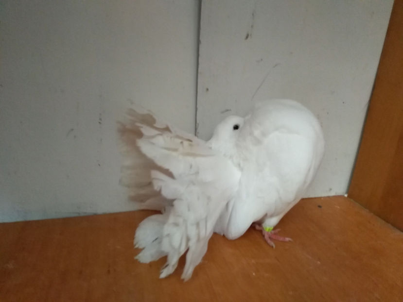 F.1 2017 - Porumbei  vinduti