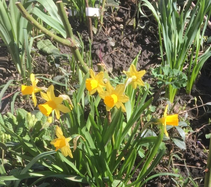 01.04 - Narcise 2018 24 25