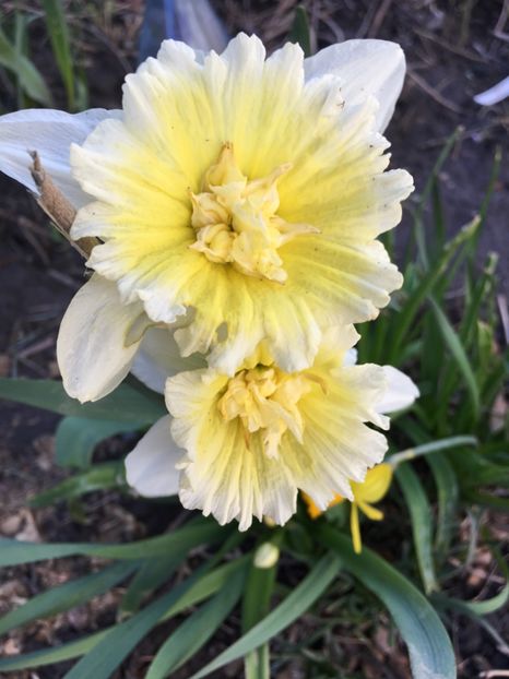 01.04 - Narcise 2018 24 25