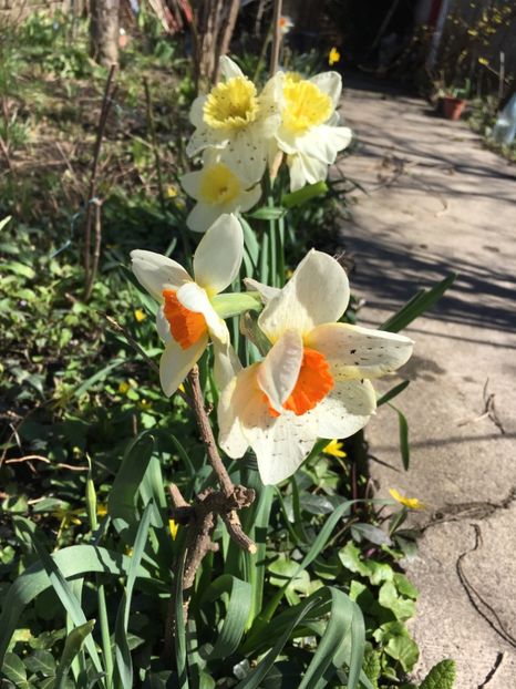 01.04 - Narcise 2018 24 25