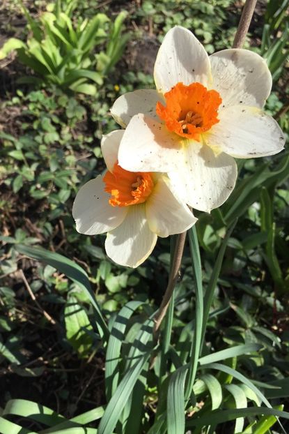 01.04 - Narcise 2018 24 25