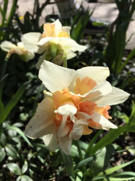 01.04 - Narcise 2018 24 25