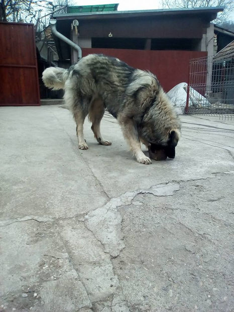  - Novac de pe Somes - Ciobanesc Romanesc Carpatin