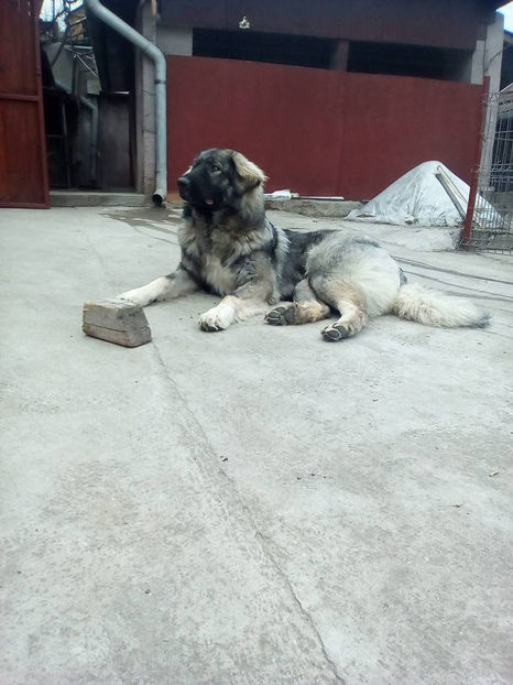  - Novac de pe Somes - Ciobanesc Romanesc Carpatin