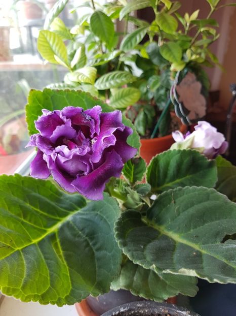 Goxinia 01.04.2018 - Gloxini 2012-2025