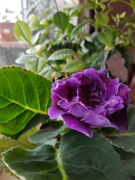 Gloxinia 04.2018 - Gloxini 2012-2025