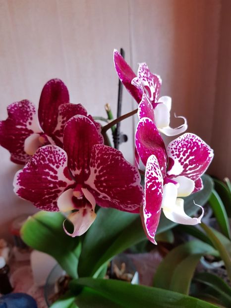 Orhidee aprilie 2018 - florii