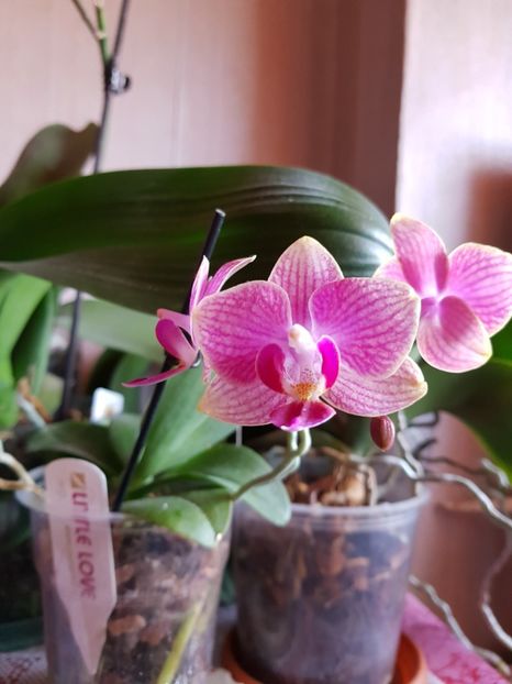 Orhidee pitică 2018 - florii