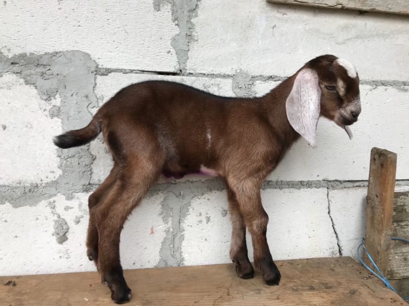 Tapul nr7 - Iezi anglo 2018