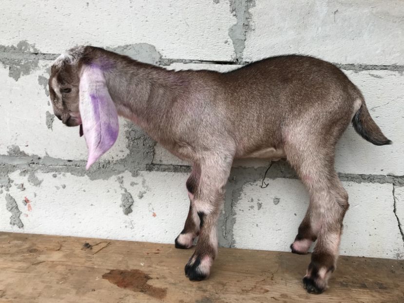 Tapul nr5 - Iezi anglo 2018