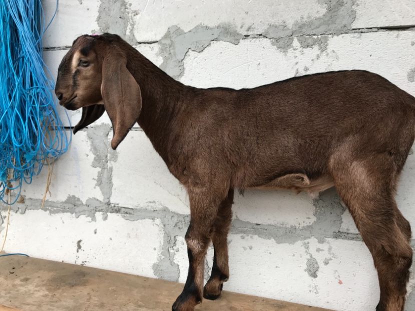 Tot el - Iezi anglo 2018