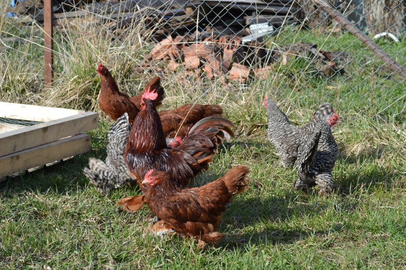 mii de flori rosu - b Mii de flori rosu