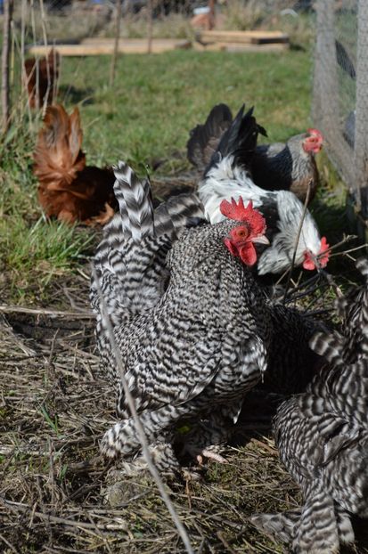 barat - b Mii de flori barat