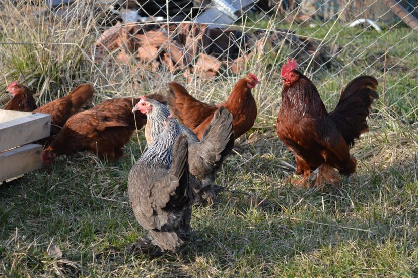 mii de flori - b Mii de flori argintiu