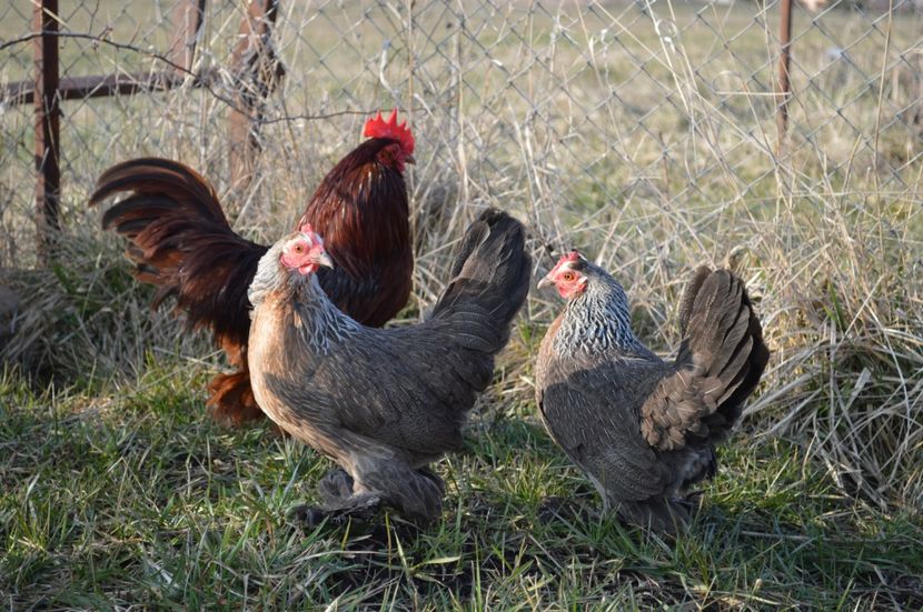 mii de flori argintiu - b Mii de flori argintiu