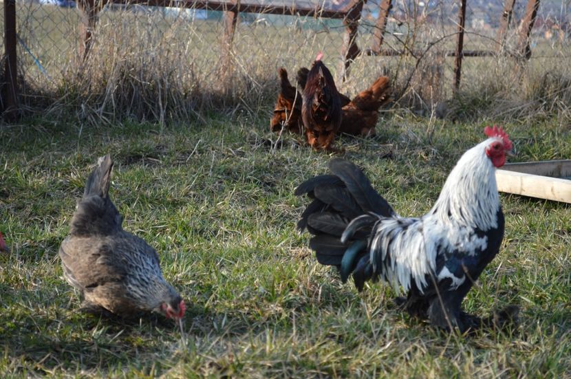 mii de flori - b Mii de flori argintiu