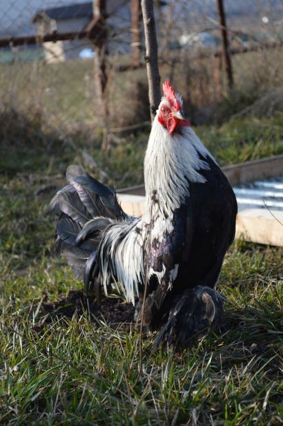 argintiu - b Mii de flori argintiu