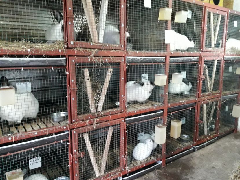  - ADAPOST - CALIFORNIAN