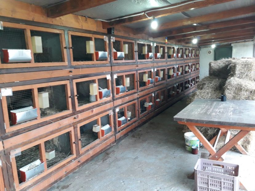  - ADAPOST IEPURI 2016