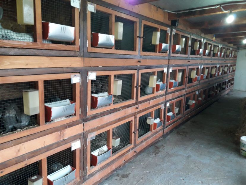  - ADAPOST IEPURI 2016