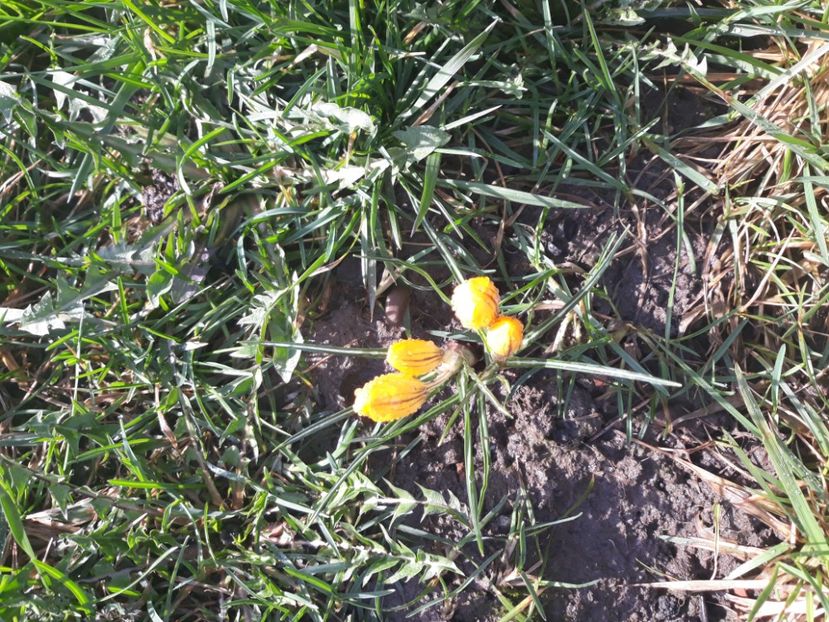 20180401_165213[1] - Primavara 2018