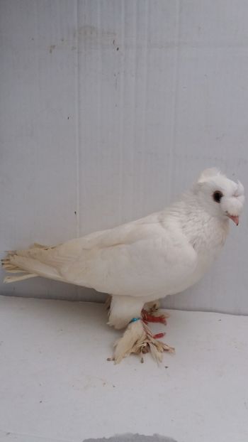 M 2015 - Por bimotati