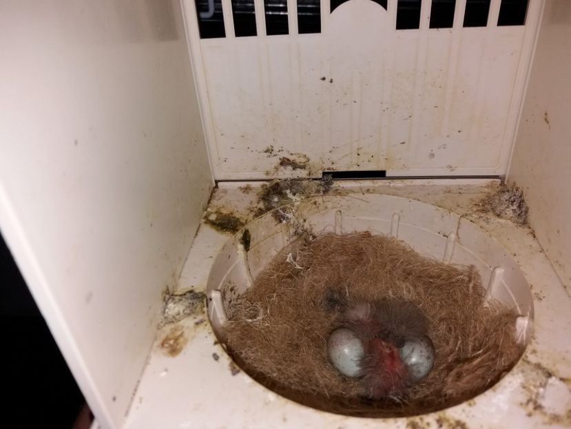  - puisori canari 2018