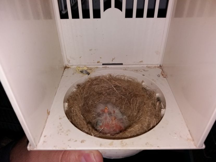  - puisori canari 2018