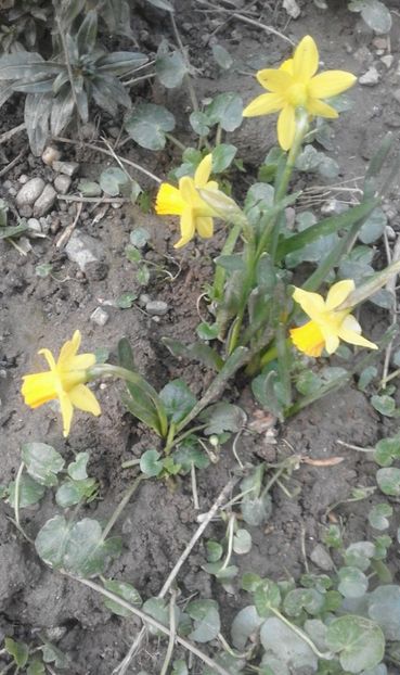 29983317_763965717136402_8397069710213391176_o (1) - primavara2018