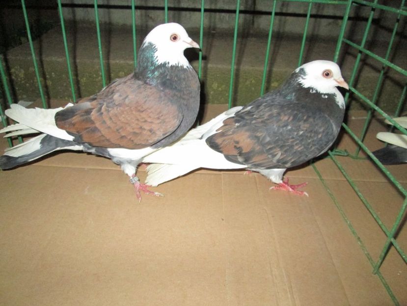 zburatori de severin - Pt Andrei 3x4 zburatori de severin