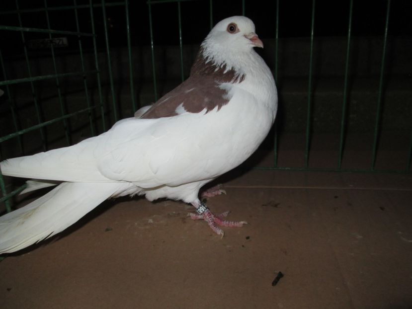 zburator de severin - Pt Andrei 3x4 zburatori de severin