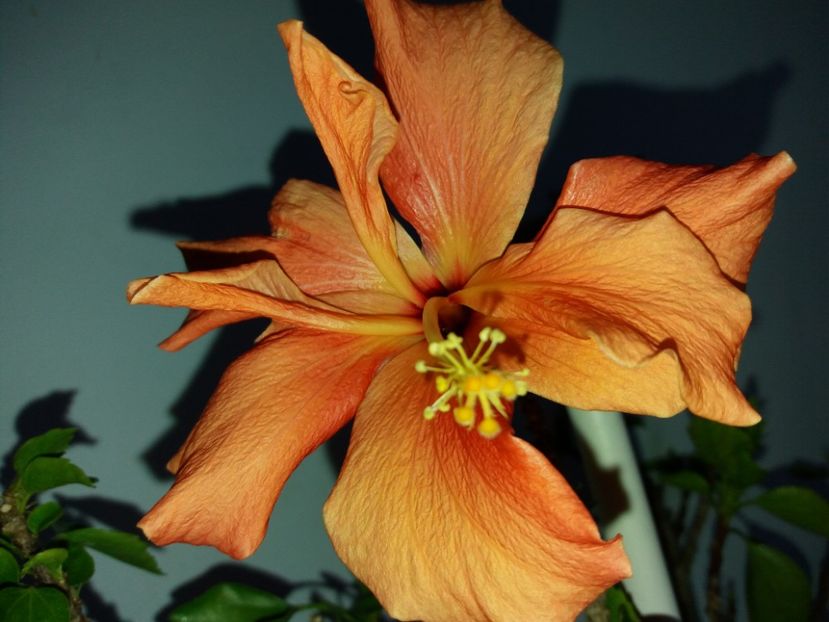  - Florile mele martie 2018