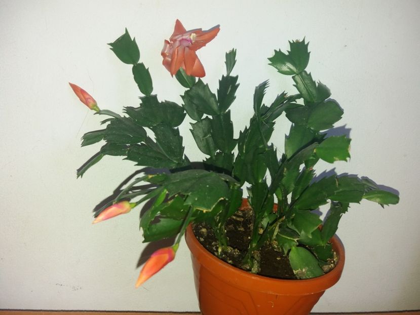  - Florile mele martie 2018