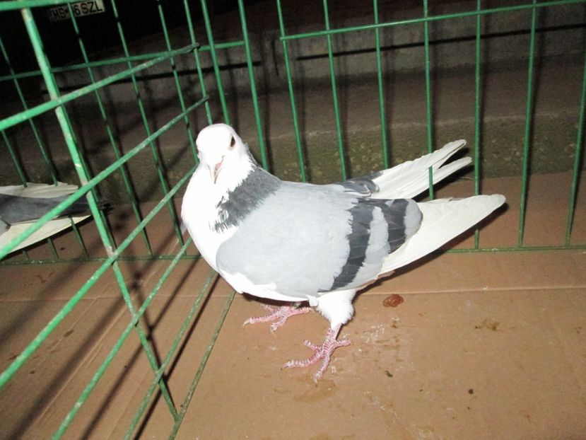 zburator de severin - Pt Andrei 3x4 zburatori de severin