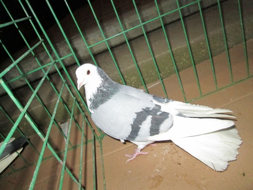 zburator de severin - Pt Andrei 3x4 zburatori de severin